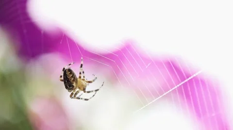 Spider is building a Spiderweb, Close Up. SLOW MOTION 240 fps. 스톡 동영상 67222710