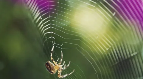Spider is building a Spiderweb, Close Up. SLOW MOTION 240 fps. Stock Footage 67222741