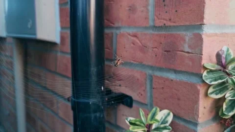Spider Building Web on Brick Wall in Urban Garden Stock Footage 317943043