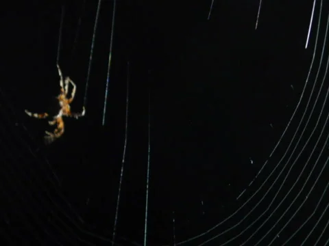 Spider building web close Stock Footage 485312