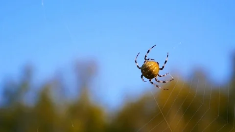 Spider building web, close up Stock Footage 95048061