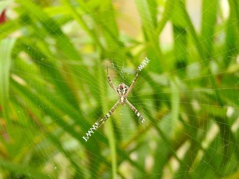 Spider building a web | close up shot Foto stock