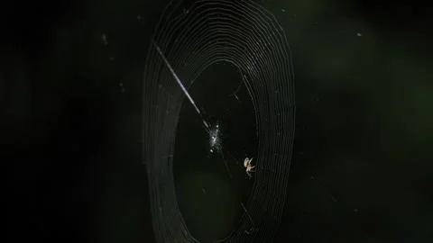 Spider Building a Web in the Dark in 4K UHD Slow Motion Nature Footage Stock Footage 337228817