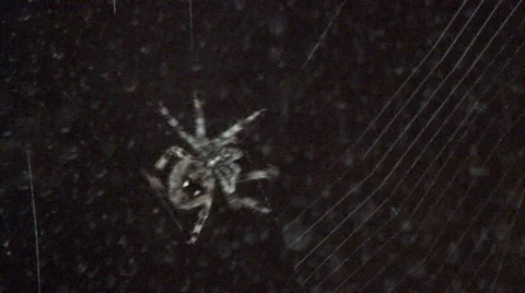 Spider building a web Stockbeeldmateriaal 64803589