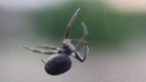 Spider building web Stock Footage 70209092