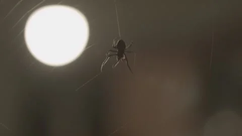 Spider building a web Stock Footage 148882960