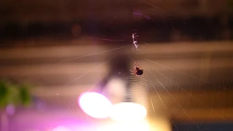Spider Building Web 库存影片 230936780