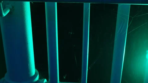 Spider building web Video stock 252010832