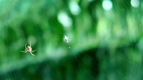 Spider building web net to trap insect n prey on green foliage background Video stock 157724536
