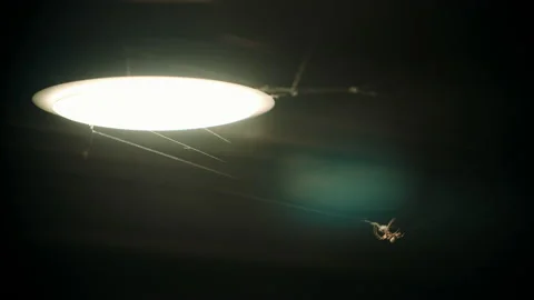 Spider Building Web At Night Stock Footage 196180172