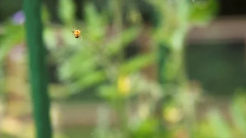 Spider building web shallow focus Stock Footage 115058905
