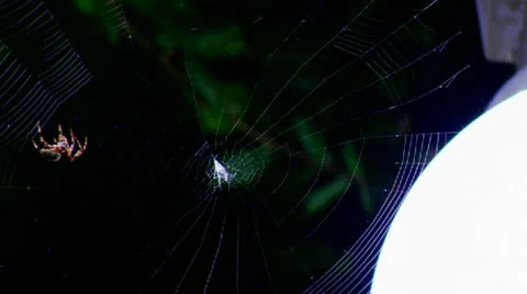 A spider builds a web. Video stock 26882993