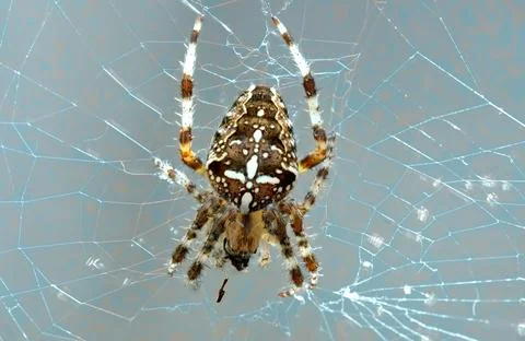 Spider builds a web in a quiet corner during early morning light outside Stock Photos