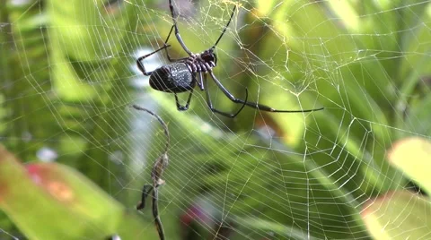 Spider built up a net Stock Footage 50720196