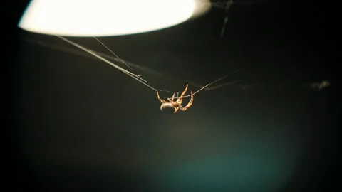 Spider Buliding Web in Slow Motion Stock Footage 196180331