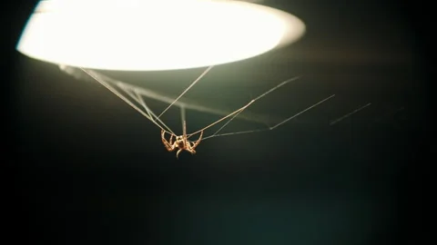 Spider Buliding Web in Slow Motion Take Two Stock Footage 196181082