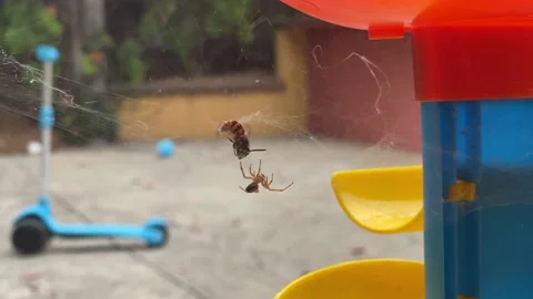 Spider &amp; Bumblebee Stock Footage 209414994