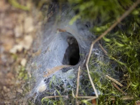 Spider burrow in the moss Stock Photos