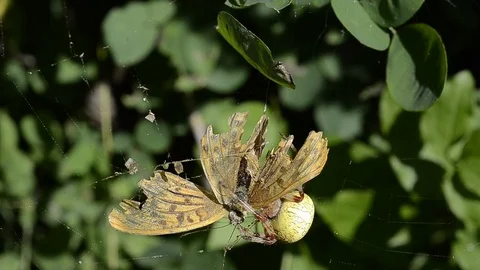 Spider with butterfly Stock Footage 104071173