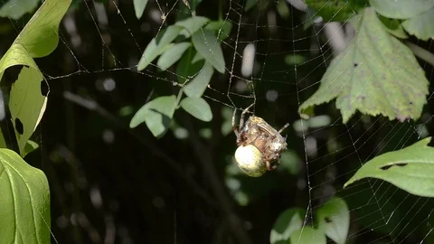 Spider with butterfly Stock Footage 104187659