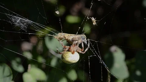Spider with butterfly Stock Footage 104602286