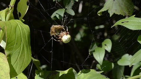 Spider with butterfly Stock Footage 104851191