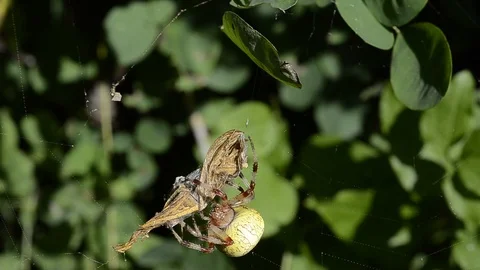 Spider with butterfly Stock Footage 105040654