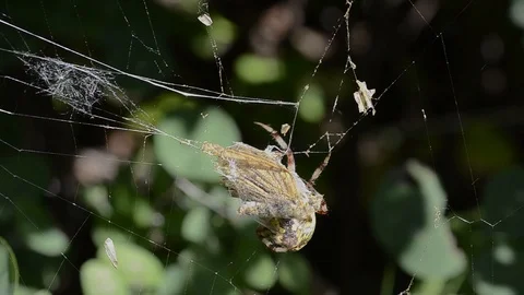 Spider with butterfly Stock Footage 105271591
