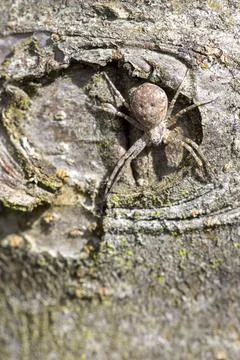 Spider camouflaging on a rough tree bark surface 写真素材