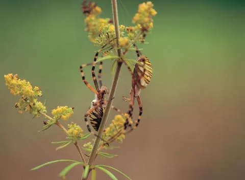 Spider on Cane 写真素材