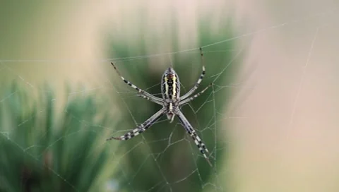 Spider on canvas, Argiope bruennichi Stock-Footage 8564162
