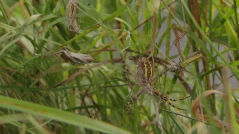 Spider with captured insects in silk web Stock Footage 315163076