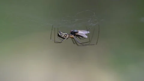 A spider captures and devours a fly in his net macro close up footage Stock Footage 251134274