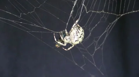 Spider capturing a fly in its web. Video stock 66489347