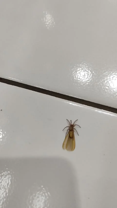 Spider Capturing it's Prey Stock Footage 206085715