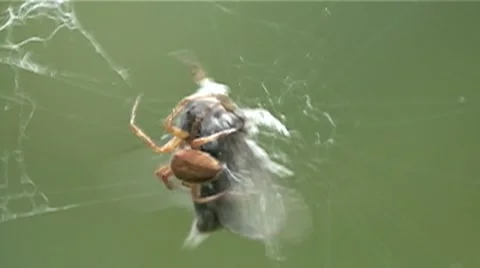 Spider Capturing Moth Stock Footage 64800194