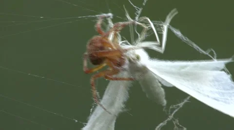 Spider Capturing Moth Stock-Footage 64800199
