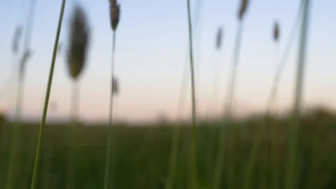 Spider capturing moth in its web Stock Footage 109690090