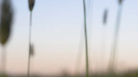 Spider capturing a moth in its web Stock Footage 109693105