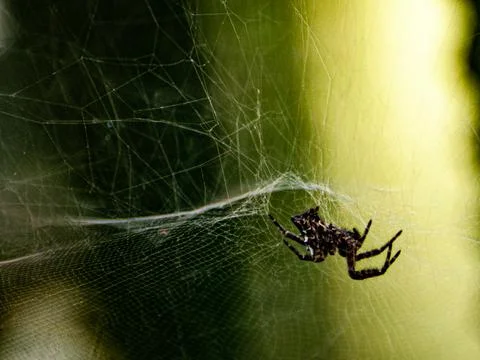 The spider of the cardn Stock Photos