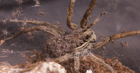 Spider carrying babies on back Stock Footage 100052942