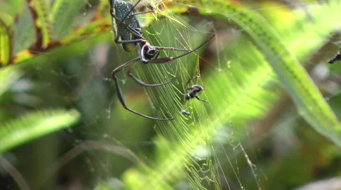Spider catch ant Stock Footage 50719902