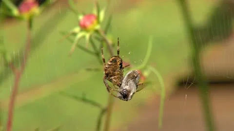 Spider catch a bee Stock Footage 12350810