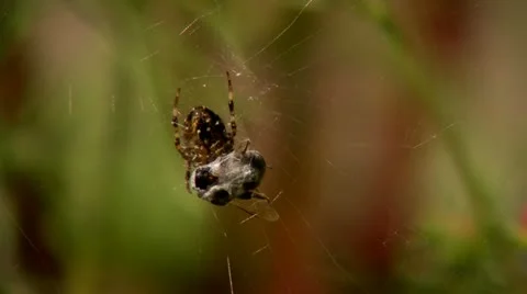 Spider catch a bee Stock Footage 12350820