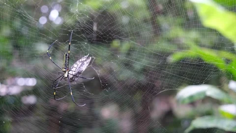 Spider catch butterfly on web Stock Footage 282342404