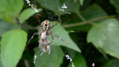 Spider catch insect on fiber. Stock-Footage 76359967