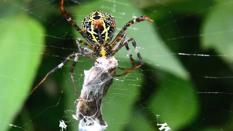 Spider catch insect on fiber. Stock-Footage 76360129