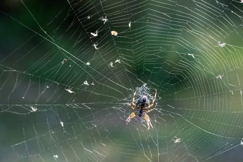 Spider with catch in the spider web Stock Photos