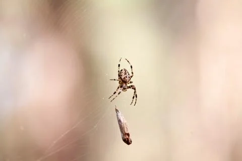 Spider with catch on web Stock Photos