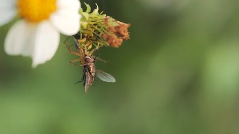 Spider catches and eats fly under a flower. Video stock 236821020